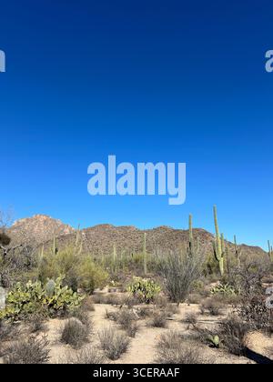 Feigenkaktus und Saguaros im Saguaro National Park, Arizona Wüste Stockfoto