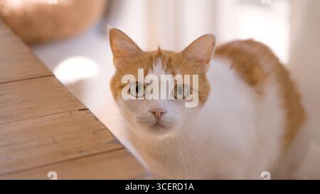 Eine neugierige, weiße Hauskatze mit grünen Augen, die drinnen in weichem natürlichem Licht auf die Kamera starren Stockfoto