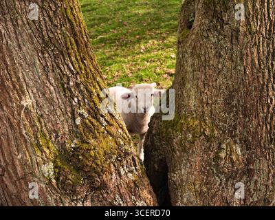 Junge einsame Schafe schauen durch Baumstämme Stockfoto