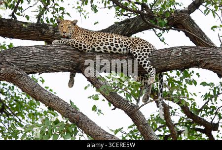 Weibliche Leoparde entspannt in einem Baum Stockfoto