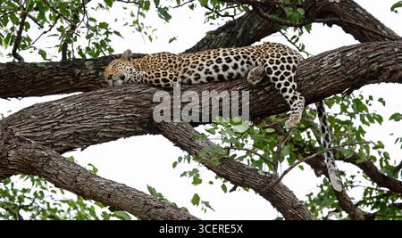 Weibliche Leoparde entspannt in einem Baum Stockfoto