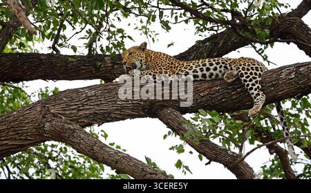 Weibliche Leoparde entspannt in einem Baum Stockfoto