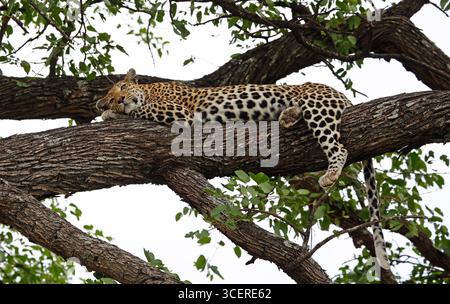 Weibliche Leoparde entspannt in einem Baum Stockfoto