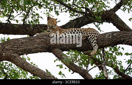 Weibliche Leoparde entspannt in einem Baum Stockfoto