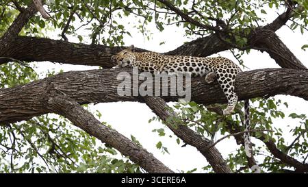Weibliche Leoparde entspannt in einem Baum Stockfoto