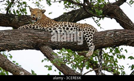 Weibliche Leoparde entspannt in einem Baum Stockfoto