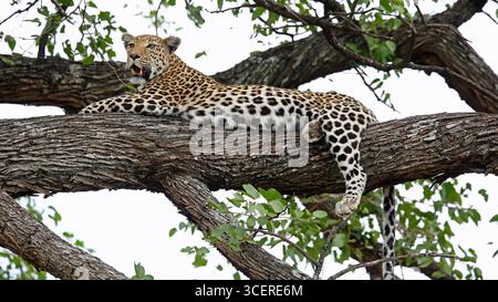 Weibliche Leoparde entspannt in einem Baum Stockfoto