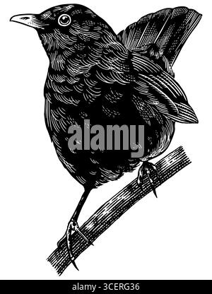 Blackbird oder Black Thrush. Handgezeichnete Illustration. Isolierte Vogelarten in detaillierter Gravur, Schraffur und Strichkunst. Dekorativ für Tiere Stock Vektor