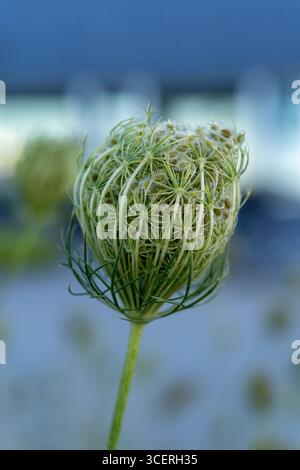 Queen Anne’s Lace Seed Head (Daucus carota) Nahaufnahme Stockfoto