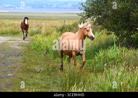 Pferde galoppieren über einen Fußweg auf Cwm Ivy Marsh, Llanmadoc, Gower Peninsula, Südwales, Großbritannien Stockfoto