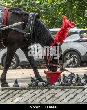 Manhattan, New York City - 10. August 2025: Pferdereiten sind eine sehr beliebte Touristenattraktion im Central Park Stockfoto