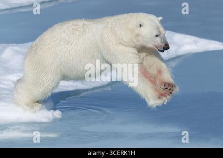 Eisbär (Ursus maritimus), männlich mit Blut an den Beinen, springend über Wasser, Spitzbergen Island, Svalbard Archipel, Norwegen Stockfoto