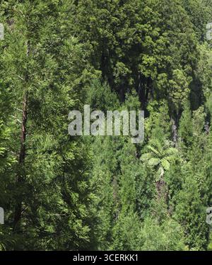 Dichten Wald mit Baumfarn, Lagoa Azul, Sete Cidades, Sao Miguel, Azoren, Portugal Stockfoto