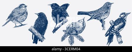 Handgezeichnetes Set mit Vögeln. Robin, Amsel, Spechte, Goldwappen, Starling. Verschiedene Arten aus europäischen und russischen Wäldern, Gravur Stock Vektor