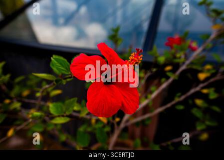 Hellrote Hibiskusblüte in voller Blüte, mit grünen Blättern und einem Glashintergrund. Ein lebendiges botanisches Bild, das Schönheit, Vitalität und Exotik symbolisiert Stockfoto