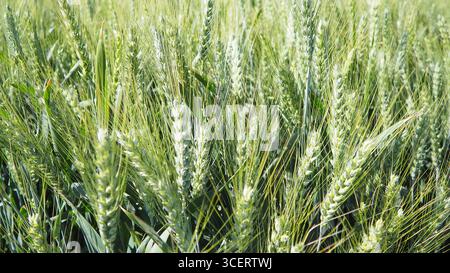 Hordeum murinum ist eine blühende Pflanzenart aus der Grasfamilie Poaceae, die allgemein als Mauergerste bekannt ist. Hordeum murinum ssp. Leporinum Stockfoto