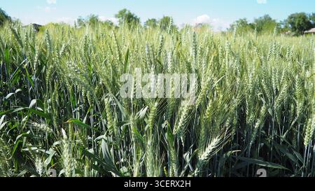 Hordeum murinum ist eine blühende Pflanzenart aus der Grasfamilie Poaceae, die allgemein als Mauergerste bekannt ist. Hordeum murinum ssp. Leporinum Stockfoto