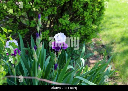 Eine lila-weiße Irisblume Stockfoto