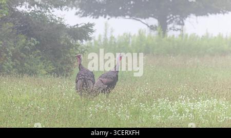 Östliche Wildputen an einem Augustmorgen im Norden von Wisconsin Stockfoto