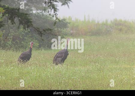 Östliche Wildputen an einem Augustmorgen im Norden von Wisconsin Stockfoto