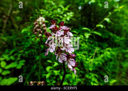 Orchis purpurea in voller Blüte mit gesprenkelten lila und weißen Blüten auf grünem Waldhintergrund. Eine seltene wilde Orchidee, die im Frühling gefangen wurde und symbolisiert Stockfoto