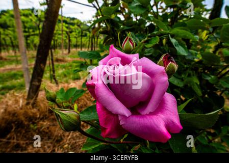 Nahaufnahme der blühenden Rosa damascena (Damaszener Rose) mit zarten rosa Blüten und Rosenknospen, die in einem Weinberg wachsen. Eine duftende und romantische Blumenkaptur Stockfoto
