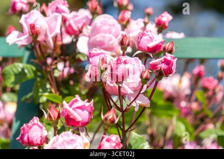 Frisch blühende rosa Rosen in einem Rosengarten bei Frühlingssonne Stockfoto