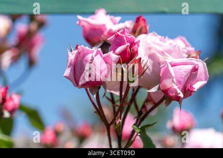 Frisch blühende rosa Rosen in einem Rosengarten bei Frühlingssonne Stockfoto