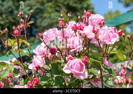 Frisch blühende rosa Rosen in einem Rosengarten bei Frühlingssonne Stockfoto