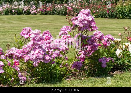 Frisch blühende rosa Rosen in einem Rosengarten bei Frühlingssonne Stockfoto
