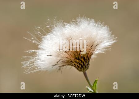 Somerset, UK. A close up image of the seed head of a common thistle, carduus waiting for the wind or a breeze to disperse the seeds Stockfoto
