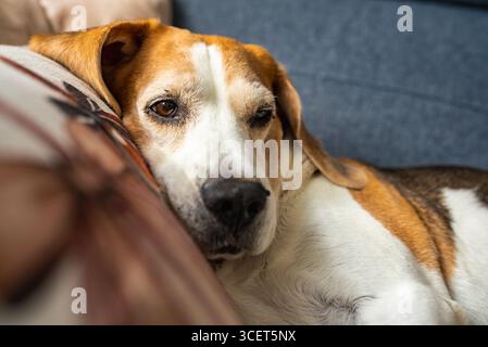 Beagle Hund auf der Couch entspannen Stockfoto