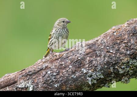 Siskin saß auf einer großen Niederlassung, Großbritannien Stockfoto