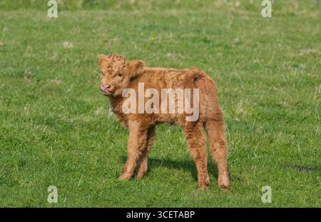 Higlandkalb auf einem Feld, Großbritannien Stockfoto