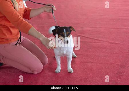 Reinrassige Jack Russell Terriers bei einer Hundeshow. Haustiere Stockfoto