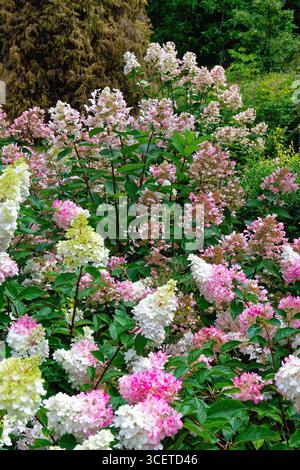 Der blühende Sommerstrauch Hydrangea paniculata var Vanilla fraise in voller Blüte Stockfoto