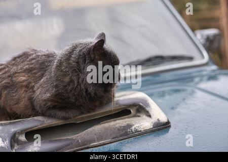 Schwarze Katze, die sich an einem kalten Wintertag auf der schneebedeckten Motorhaube aufhält. Stockfoto