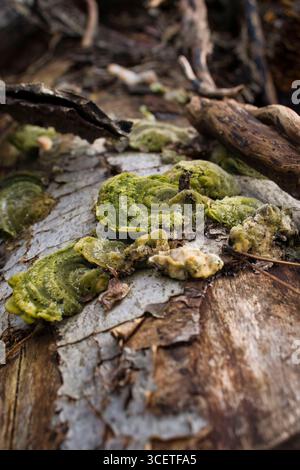Trametes gibbosa Pilze wachsen an einem Wintertag in Deutschland auf einem Baum bei Schloss Homburg. Stockfoto