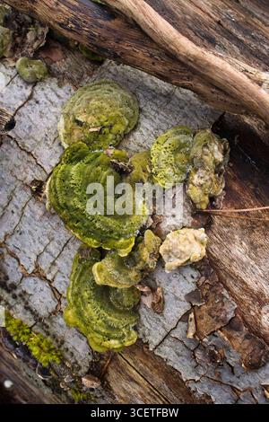 Trametes gibbosa auf einem Baum bei Schloss Homburg an einem Wintertag in Deutschland. Stockfoto