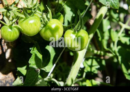Nahaufnahme von grünen Tomaten, die auf der Weinrebe in einem Garten wachsen, umgeben von üppigen Blättern, die frühe Reifestadien bei natürlichem Tageslicht zeigen. Stockfoto