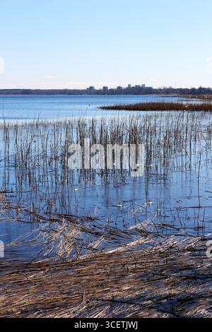 Blick über das Schilfbett im Ķīšezers-See, mit den Vororten von Riga auf der Skyline Stockfoto