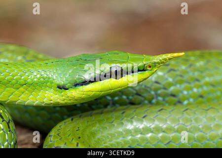 Eine wunderschöne Nashorn-Rattenschlange (Gonyosoma boulengeri), auch bekannt als Nashorn-Schlange, Nashorn-Rattenschlange und vietnamesische Langnasen-Schlange Stockfoto