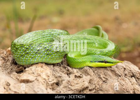 Eine wunderschöne Nashorn-Rattenschlange (Gonyosoma boulengeri), auch bekannt als Nashorn-Schlange, Nashorn-Rattenschlange und vietnamesische Langnasen-Schlange Stockfoto