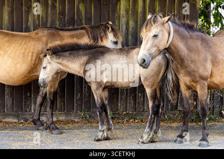 Drei New Forest Ponys stehen friedlich in einem schattigen Bereich vor einem verwitterten Holzzaun und zeigen ihre natürlichen Mäntel Brockenhurst Hampshire Stockfoto