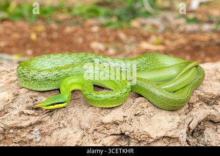 Eine wunderschöne Nashorn-Rattenschlange (Gonyosoma boulengeri), auch bekannt als Nashorn-Schlange, Nashorn-Rattenschlange und vietnamesische Langnasen-Schlange Stockfoto