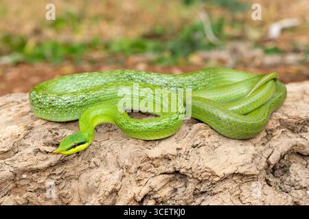 Eine wunderschöne Nashorn-Rattenschlange (Gonyosoma boulengeri), auch bekannt als Nashorn-Schlange, Nashorn-Rattenschlange und vietnamesische Langnasen-Schlange Stockfoto