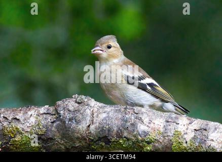 Ein weiblicher Buchhalm, Fringilla coelebs, sitzt auf einer Astfütterung. Ein einfacher natürlicher Hintergrund bietet Platz für Text Stockfoto