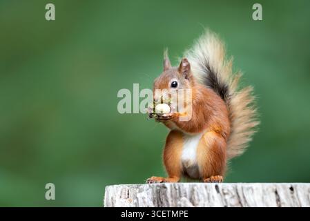 Porträt eines niedlichen roten Eichhörnchens, das grüne Haselnüsse auf einem Baumstumpf isst, Großbritannien. Stockfoto