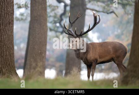 Nahaufnahme eines majestätischen Rothirsches mit großen Geweihen im Herbstwald, Großbritannien. Stockfoto