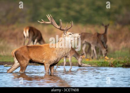 Nahaufnahme eines dominanten majestätischen Rothirsches mit großen Geweihen, die während der Brunstsaison im Herbst im Wasser stehen. Stockfoto